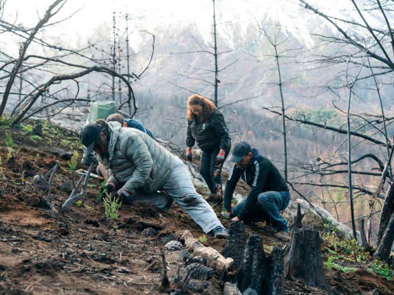 Chubut impulsa la restauración de bosques nativos con la plantación de más de 30.000 árboles en zonas de incendios