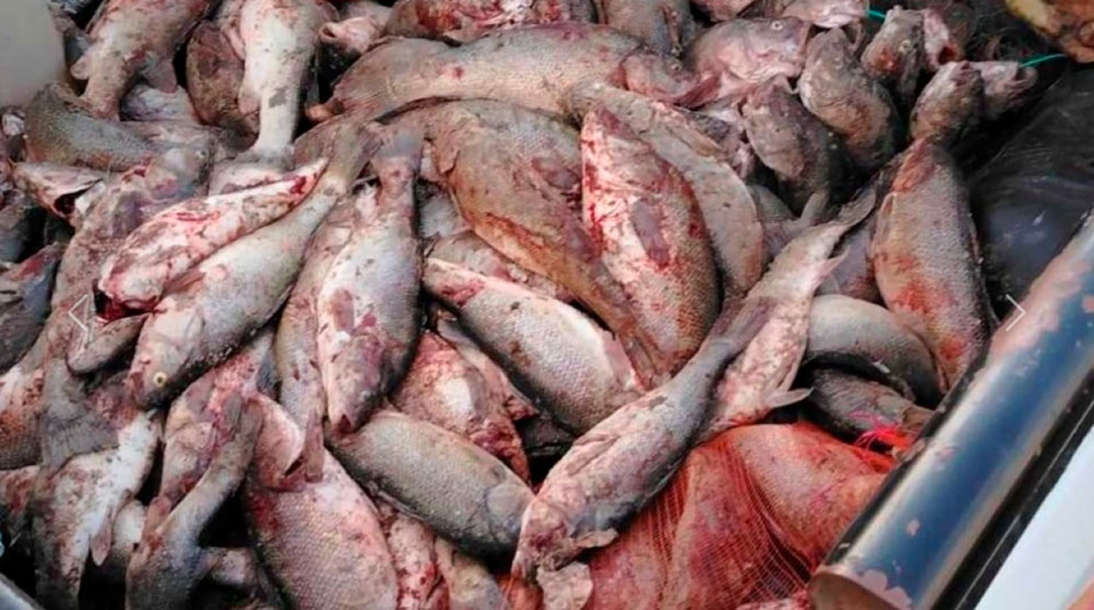 Refuerzan los controles contra la pesca ilegal en Chubut y protegen los ambientes acuáticos de la Patagonia