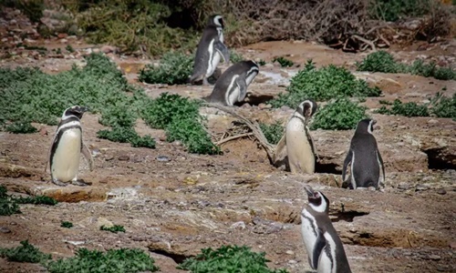 Punta Tombo recibe el retorno reproductivo de los pingüinos