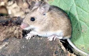 Aumento de ratones en Patagonia: proliferación de ratón colilargo por floración de caña colihue en Bariloche