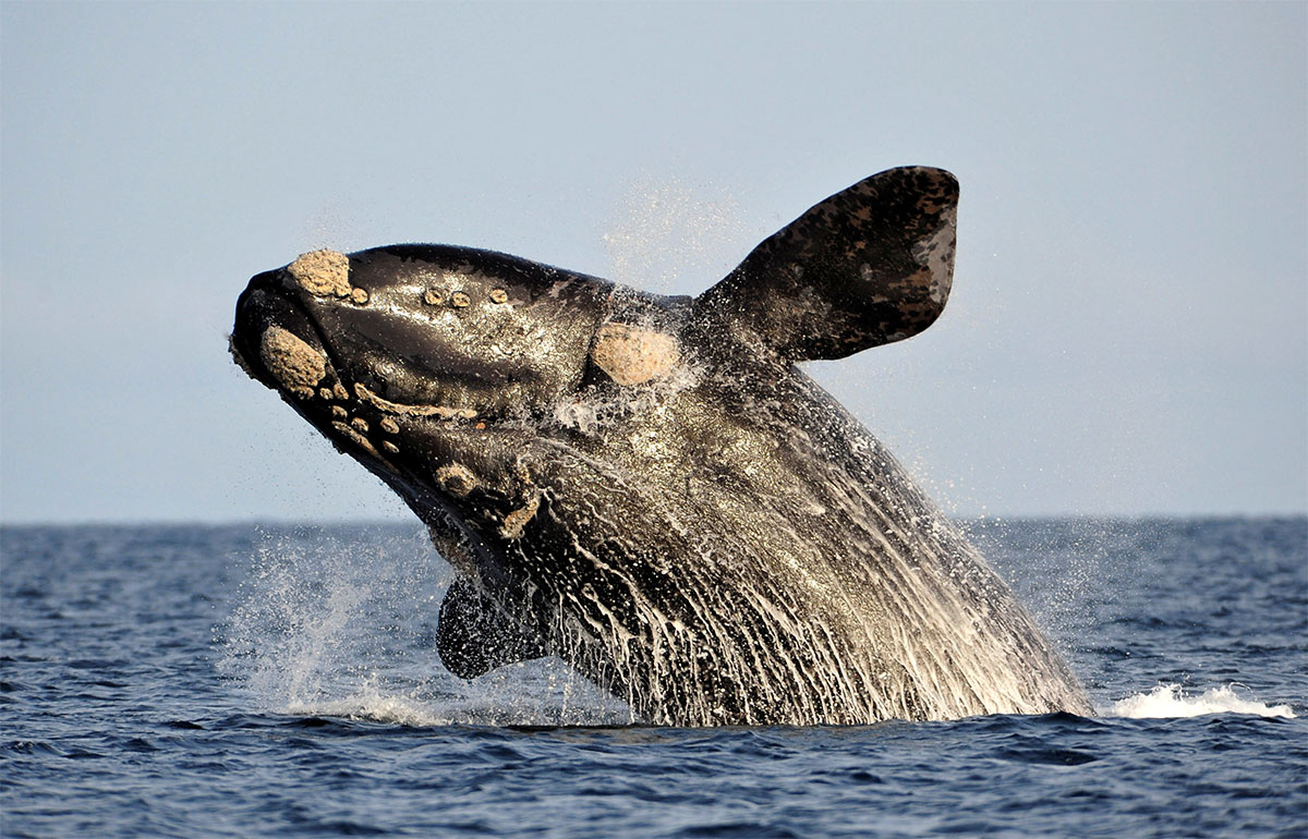 Las ballenas francas australes cambian de lugar para tener a sus crías: el hallazgo que sorprendió a los científicos