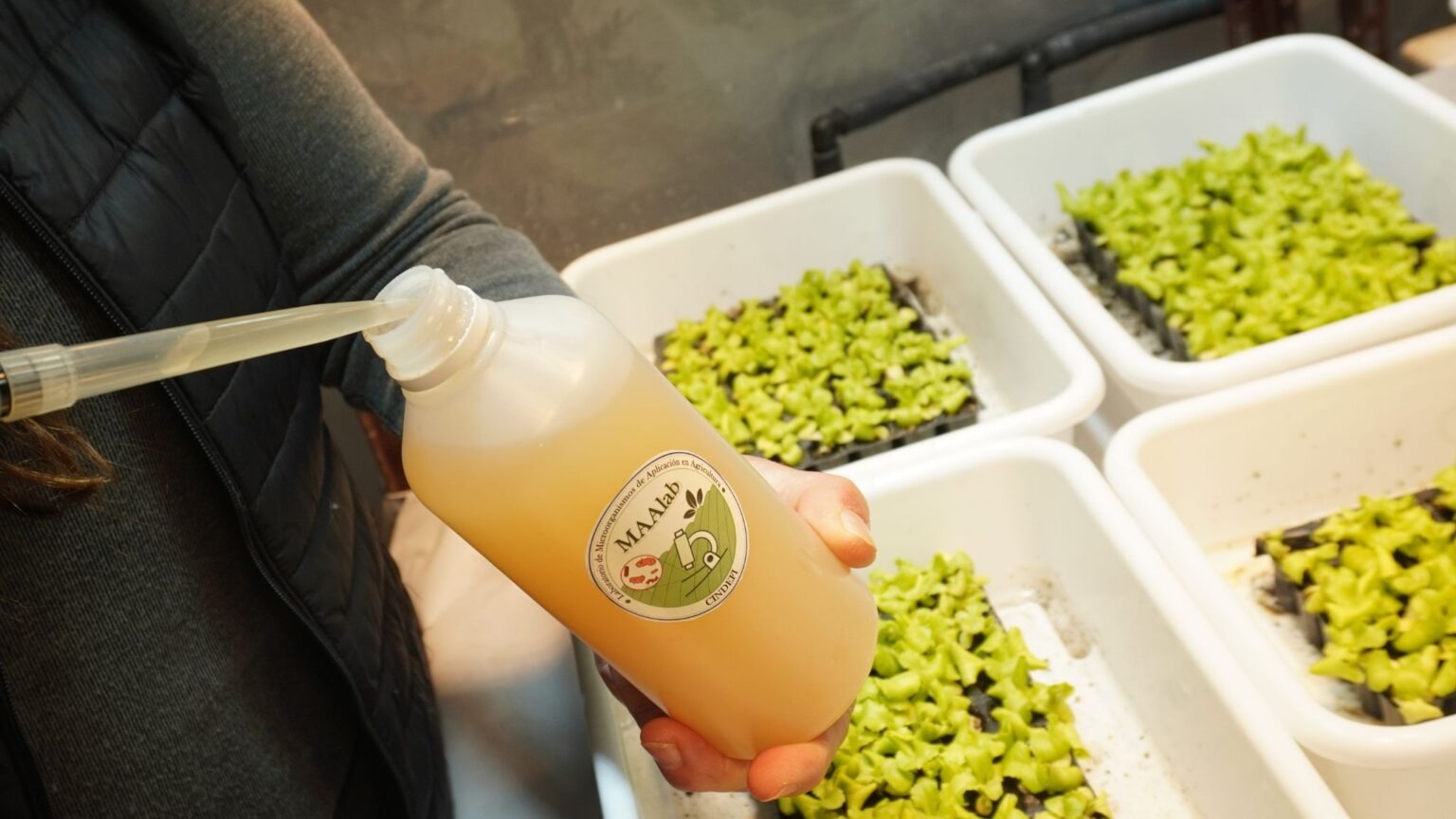 Bioinsumos: usan bacterias nativas para sustituir fungicidas químicos en la producción de plantines de lechuga y tomate
