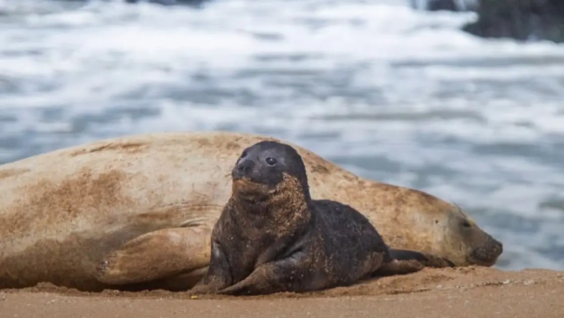 Imponen multas por molestar a la fauna silvestre en Mar del Plata: prevención del maltrato animal
