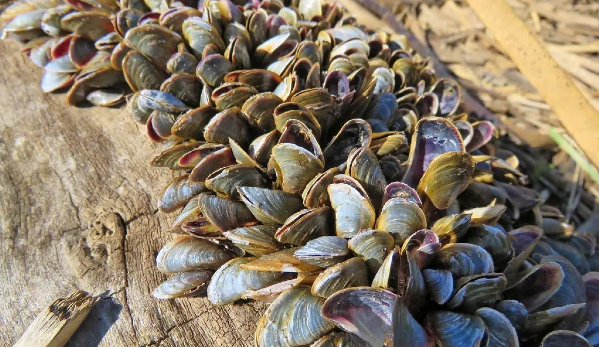 Mejillón dorado: la invasión biológica que llegó de Asia a la Argentina y transforma los ríos de América del Sur