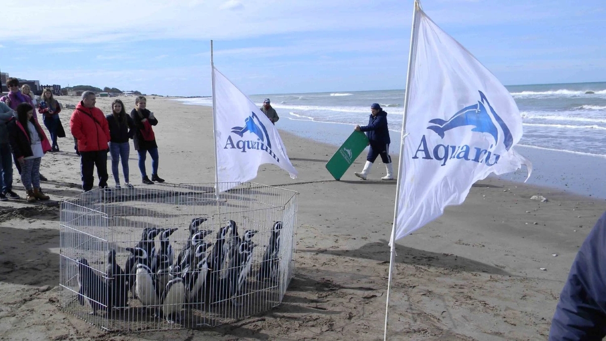 Denuncian presuntas irregularidades en el destino de los pingüinos del ex Aquarium de Mar del Plata trasladados a Río Negro
