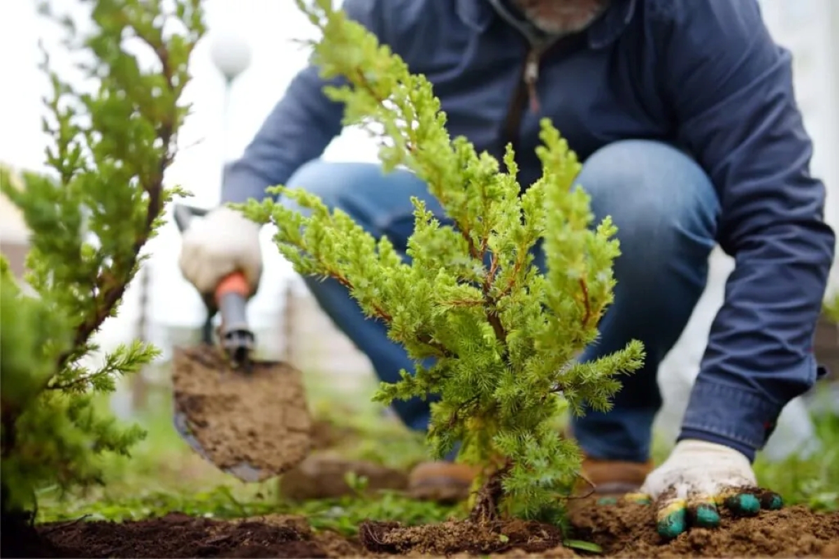 El municipio de Río Grande bonifica impuestos a los vecinos que planten arboles en las veredas de Tierra del Fuego