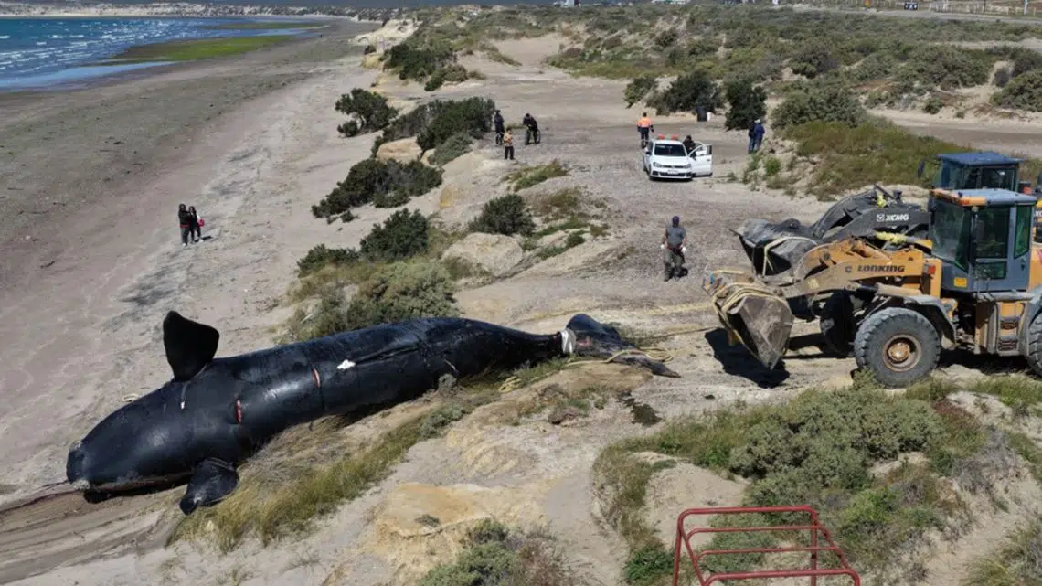 Puerto Madryn: preocupación por la muerte de 7 ballenas adultas en 5 días, posibles causas y efectos ecológicos